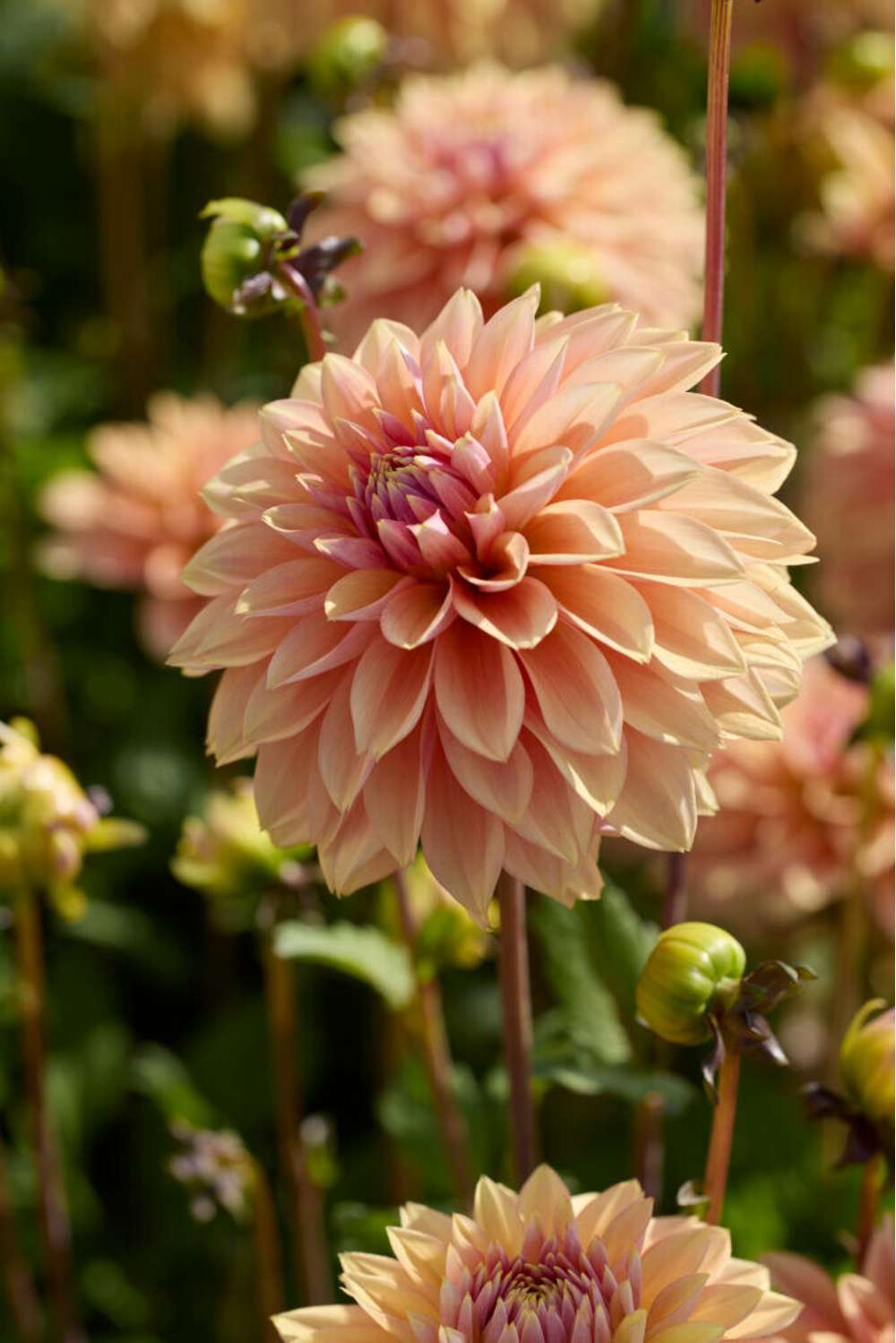 Dahlia 'Kick Off'